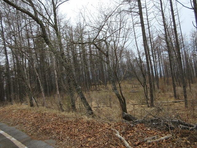 水ヶ森の近道で使ったルート