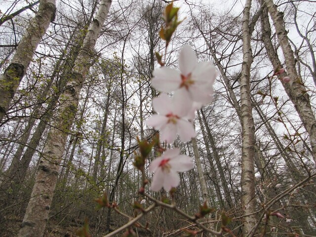 水ヶ森の桜