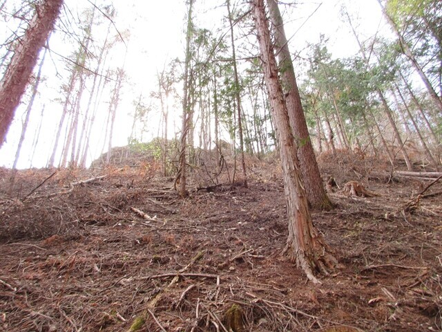 小鼓温泉の近くに出る廃道を道迷いした様子