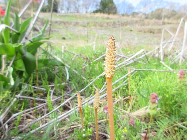 秩父裏街道のツクシ