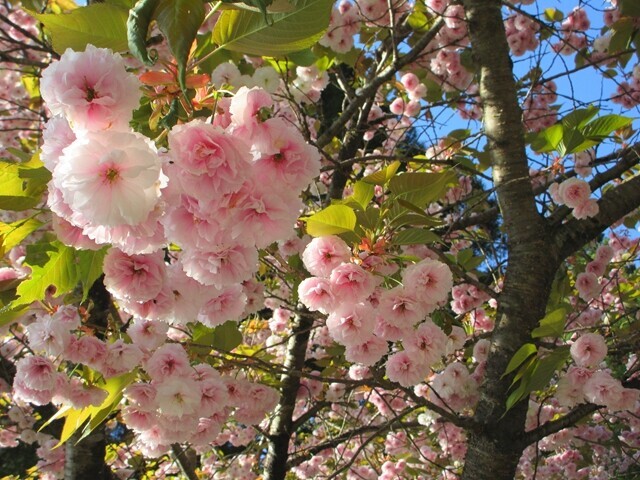 達沢山登山中のお花