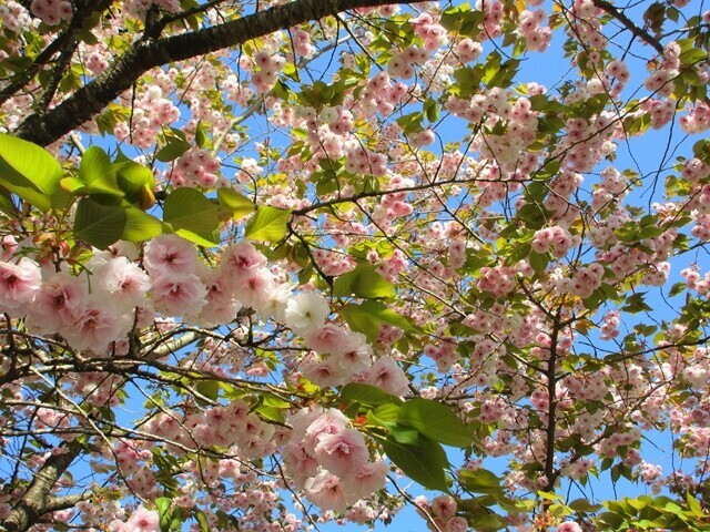 達沢山登山口の八重桜