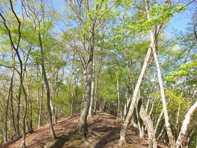大沢山から達沢山を目指して登っている様子