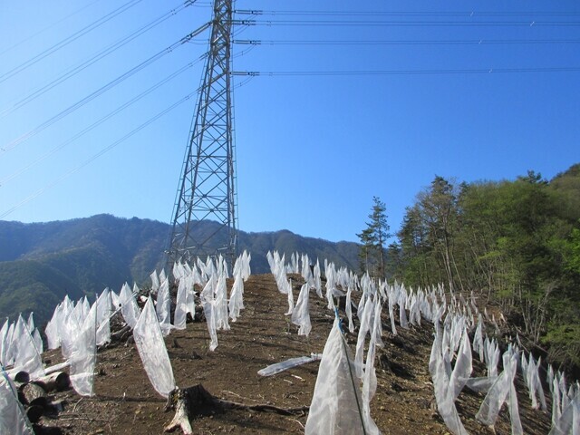 幼木が生い茂る登山道