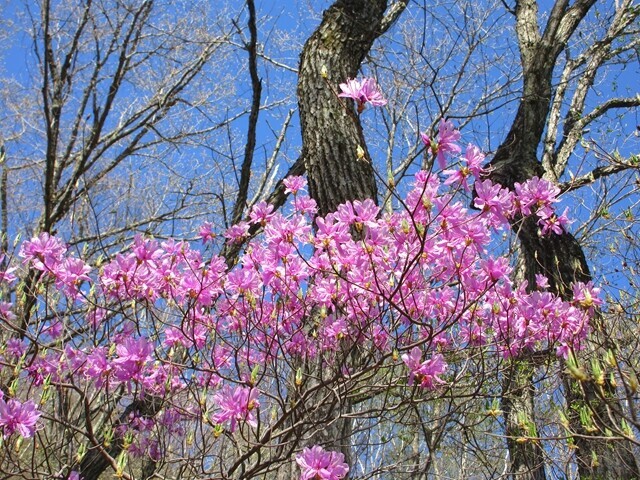 達沢山周辺のツツジの花