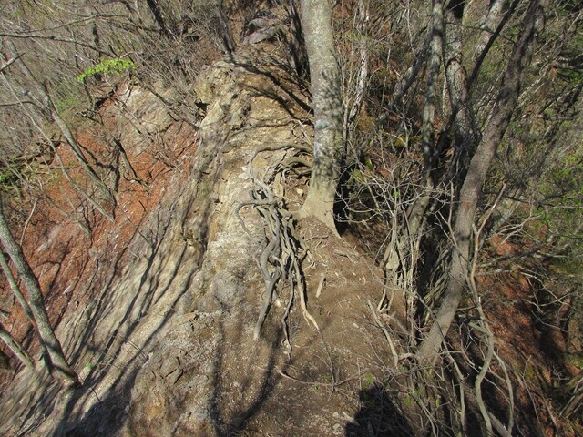 カヤノキビラノ頭から京戸山までの登山道の様子