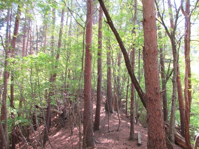 大栃山バリエーションルートの様子