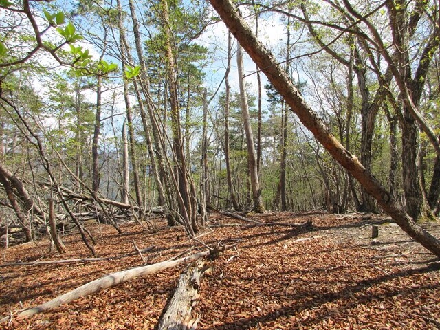 大栃山北尾根と山頂から北に登る稜線と合流箇所