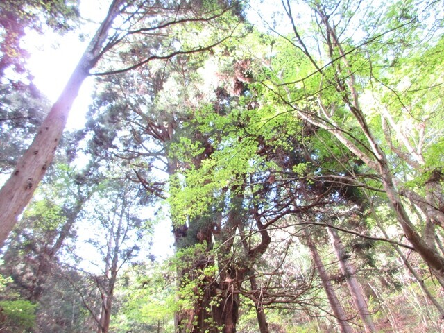 檜峰神社周辺の雰囲気