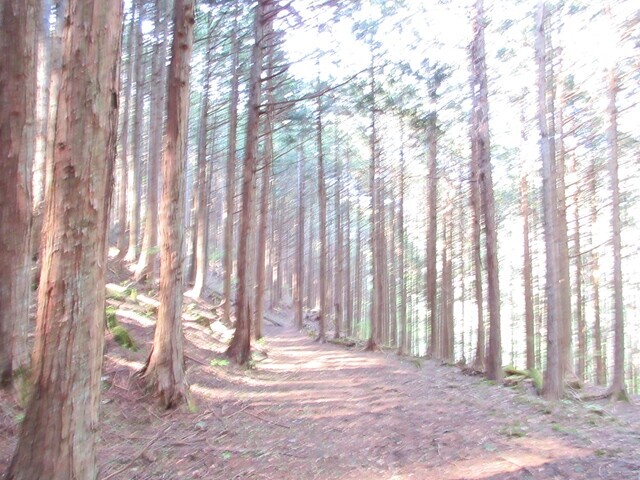 檜峰神社の参道