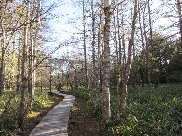 御泉水自然園内の木道