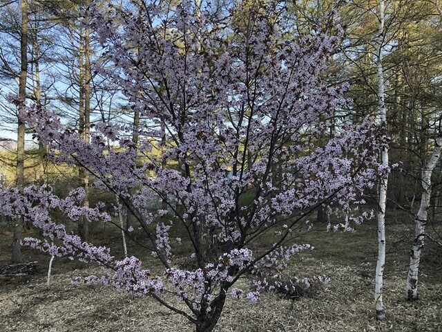 女神湖周辺は桜が満開の様子