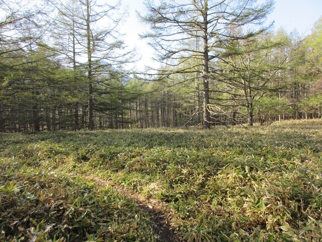 車山までこんな素敵な登山道