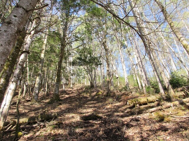 中央分水嶺トレイルの大門峠への登山ルート詳細