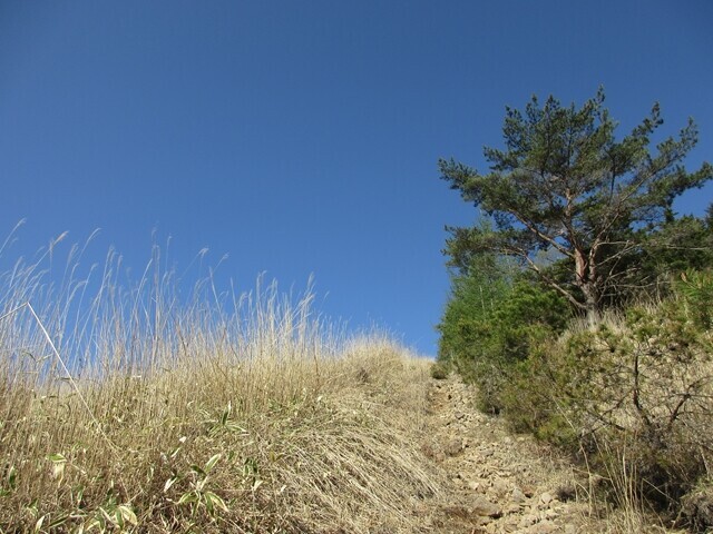 大門峠から中央分水嶺トレイルを使って霧ヶ峰の最高峰車山を目指して登山再開の様子