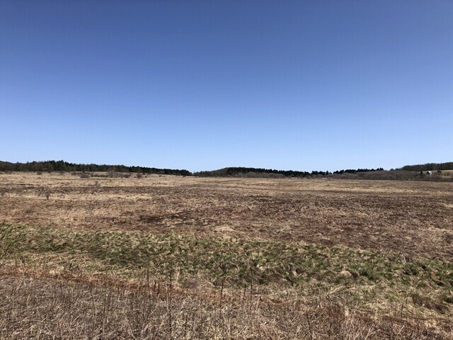 焼け野原の様な八島湿原景色
