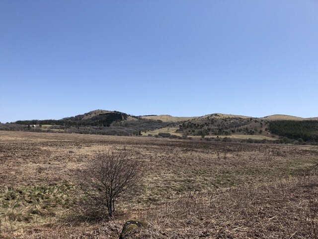 乾燥した八島湿原