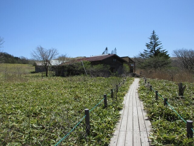 奥霧小屋に近づくと湿原から笹原の道