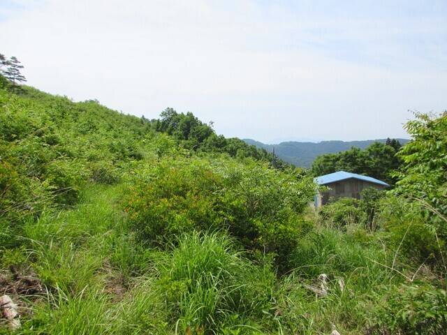 振り返っての御嶽道の様子