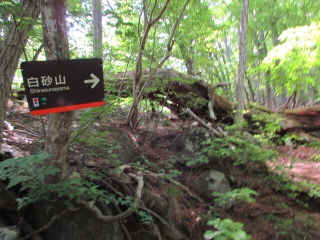 白砂山への登山ルート詳細