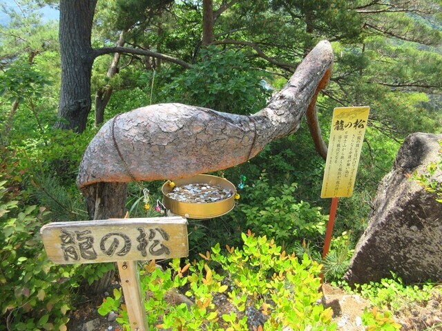 羅漢寺山龍の松