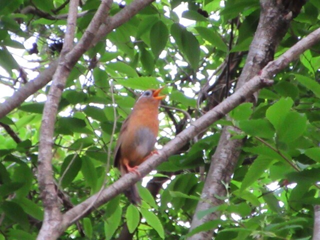 キャンプサイトに居た鳥