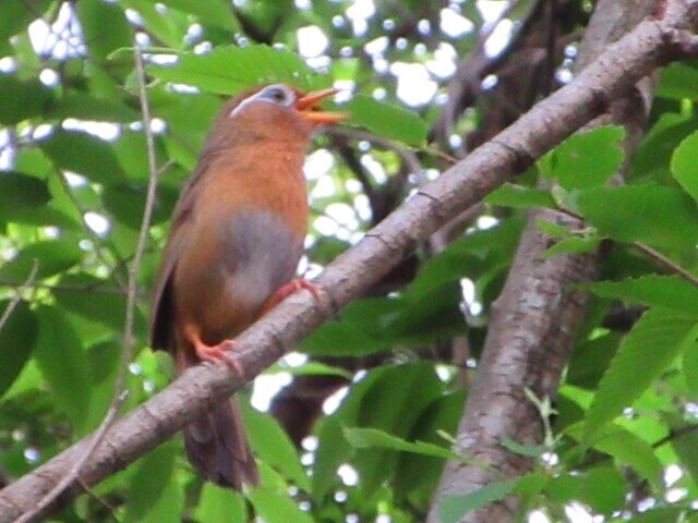鳥の鳴き声