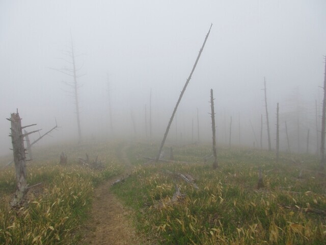 二ツ山の登山ルートの様子