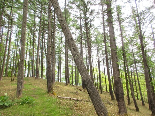 三峰山を目指して登山スタートの様子と登山ルートの詳細