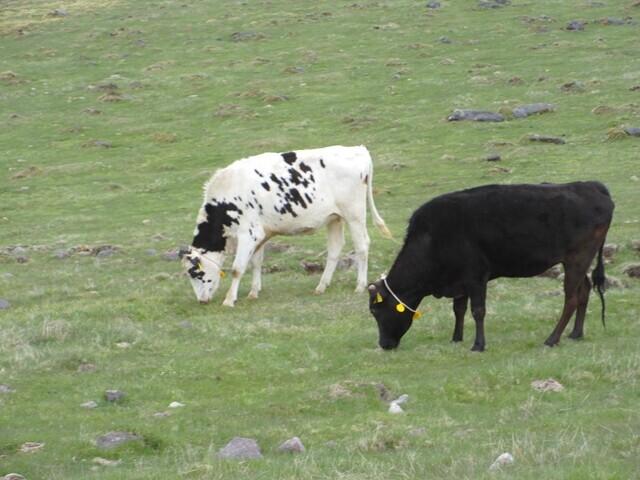 美ヶ原高原で放牧されている牛