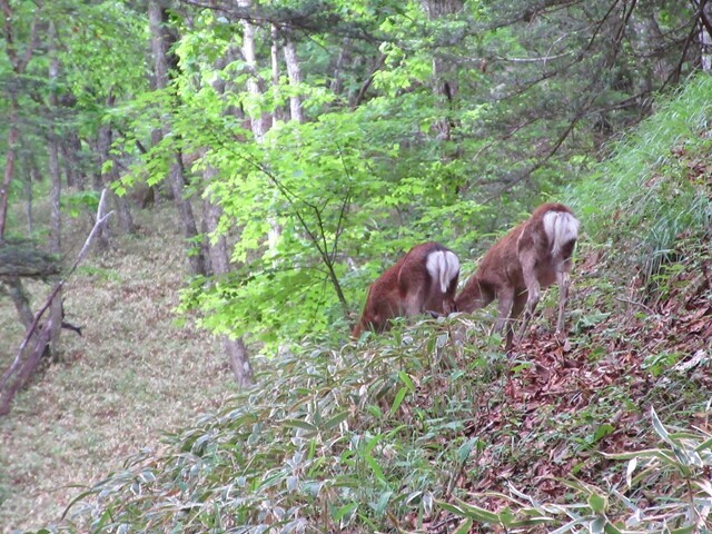 上日川峠にいた鹿