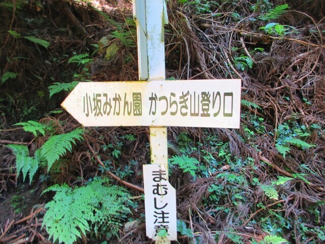 発端丈山から葛城山への分岐の道標