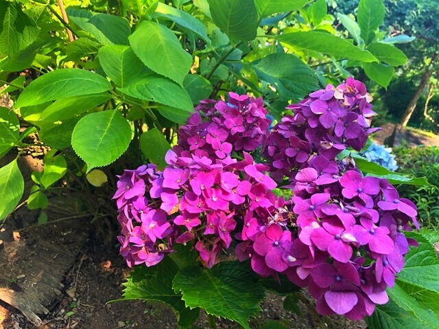 葛城山のアジサイの花
