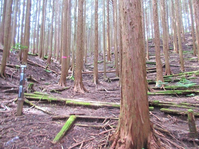 浜石岳登山道は森の中の様子