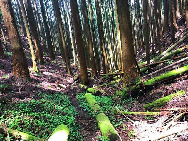 浜石岳のバリエーションルート