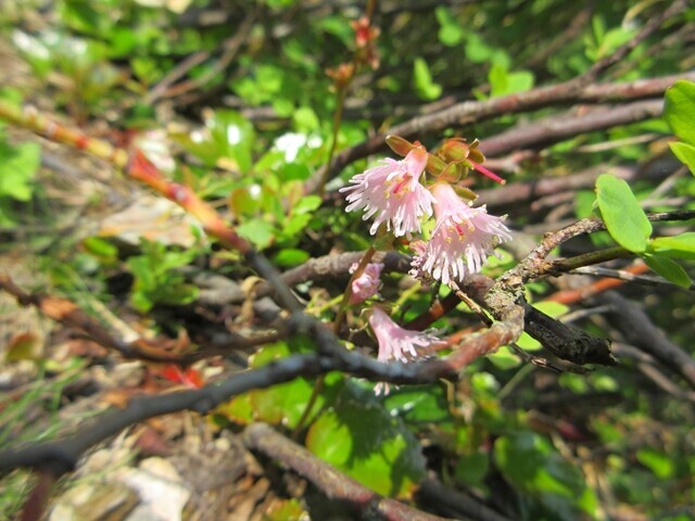 岩手山のイワカガミの花