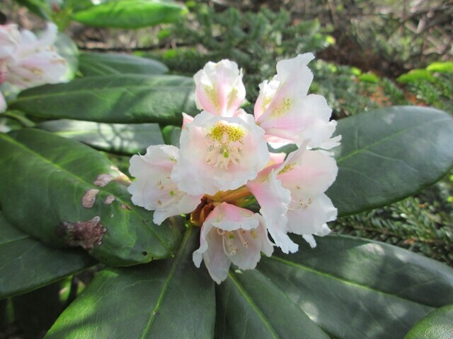 岩手山の登山道で咲いていた石楠花の花
