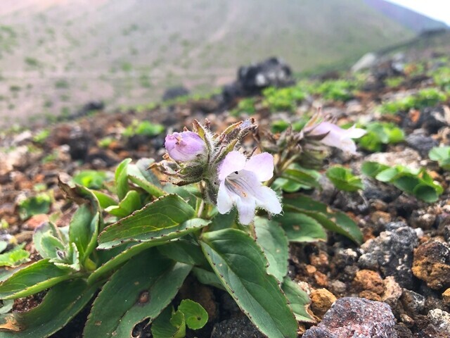 岩手山お鉢巡りルートのお花