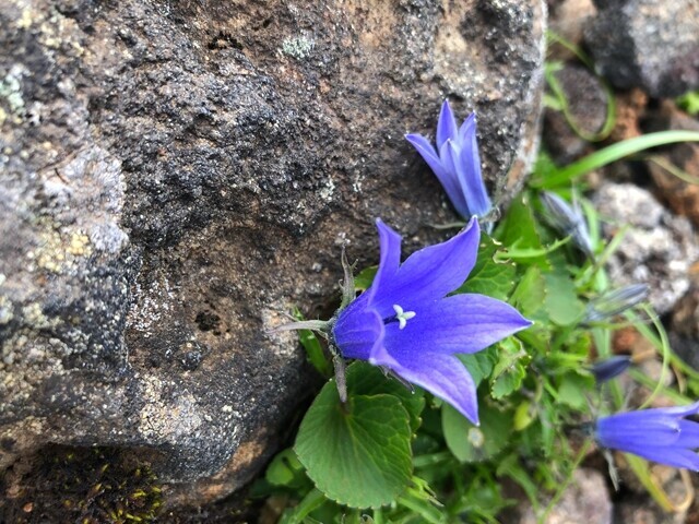 岩手山お鉢巡りルートの綺麗なお花