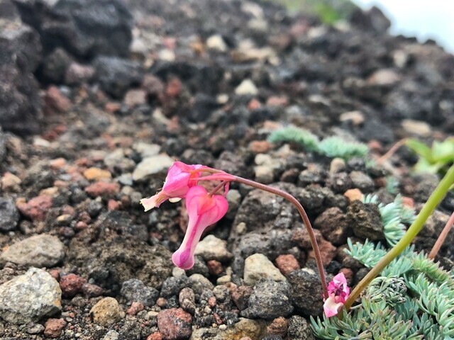 岩手山お鉢巡りルートのコマクサの花