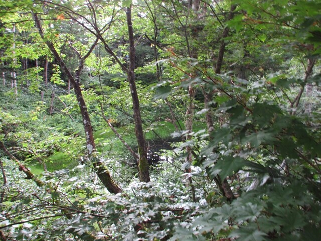 平湯尾根の白猿ヶ池