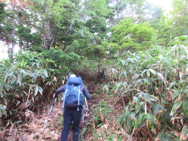 平湯尾根の登山コースは刈り払いされていて歩きやすい