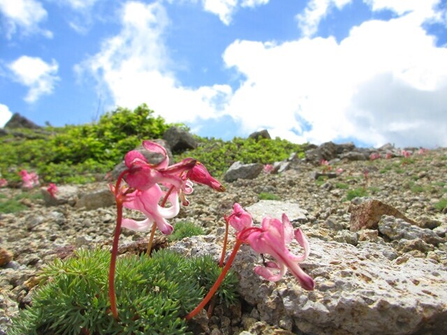 平湯尾根のコマクサの花