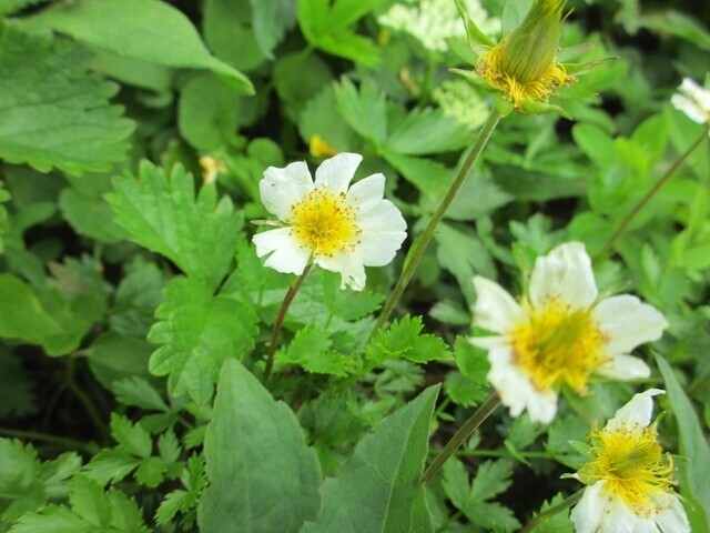乗鞍岳のチングルマの花