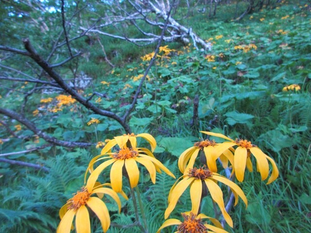 草すべりルール上のお花