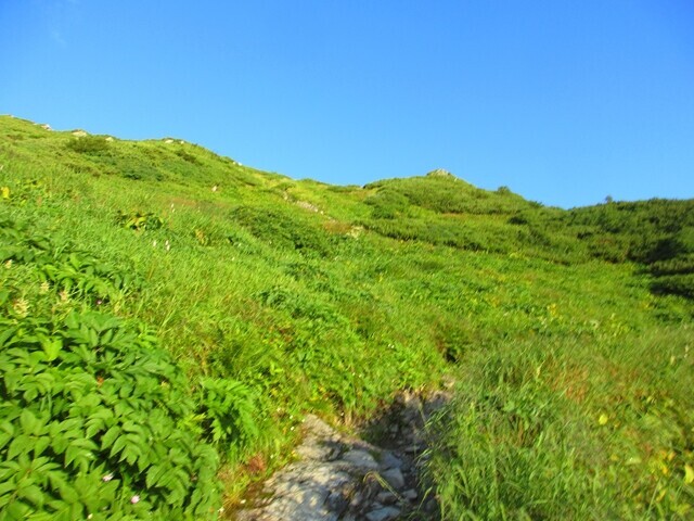 小太郎山の分岐付近の景色