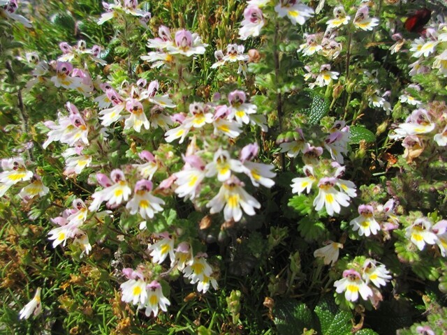 小太郎山・北岳の稜線で咲いていたお花