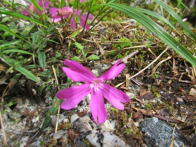 鳳凰小屋周のお花