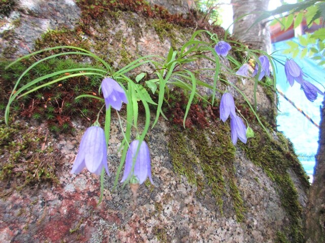 鳳凰小屋の水場周辺のお花