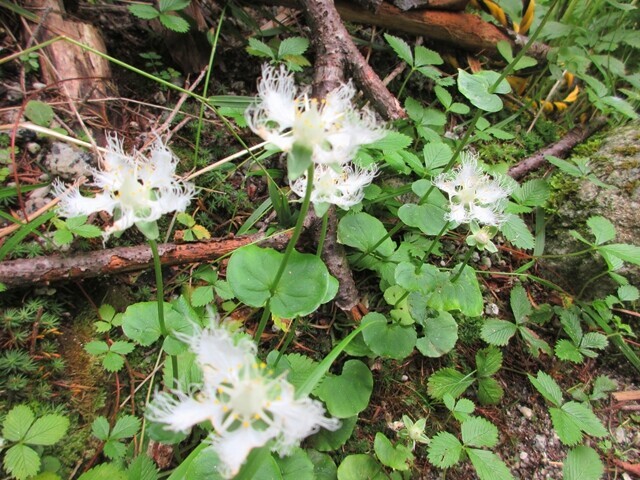 鳳凰三山目指して登山再開の様子